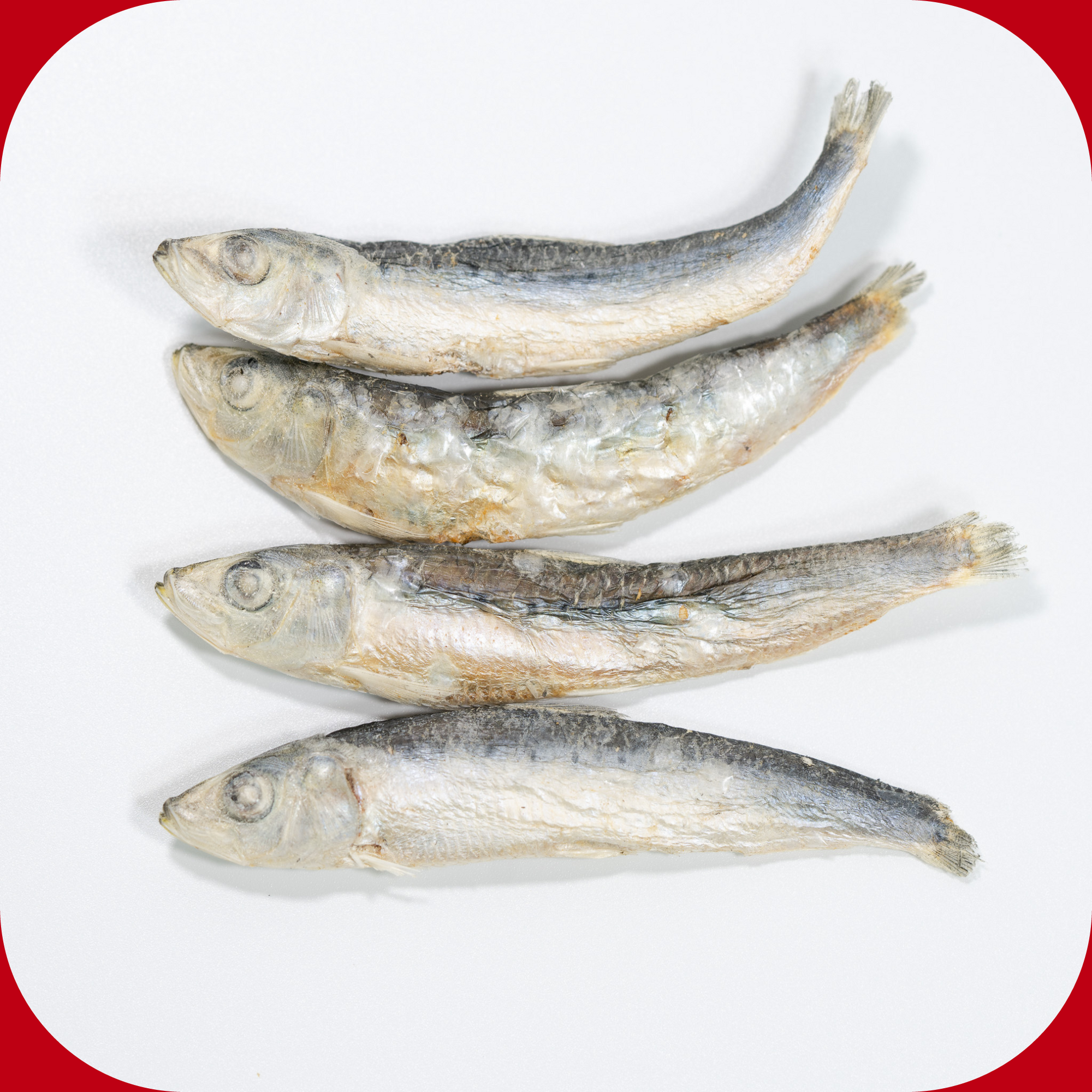 Sardines