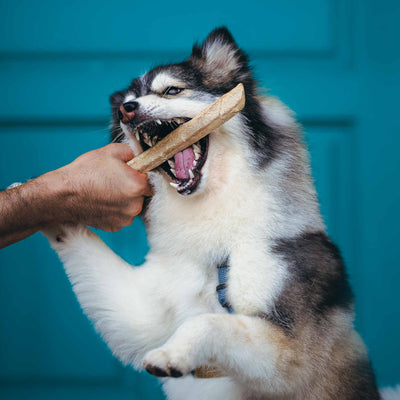 Bull Pizzle