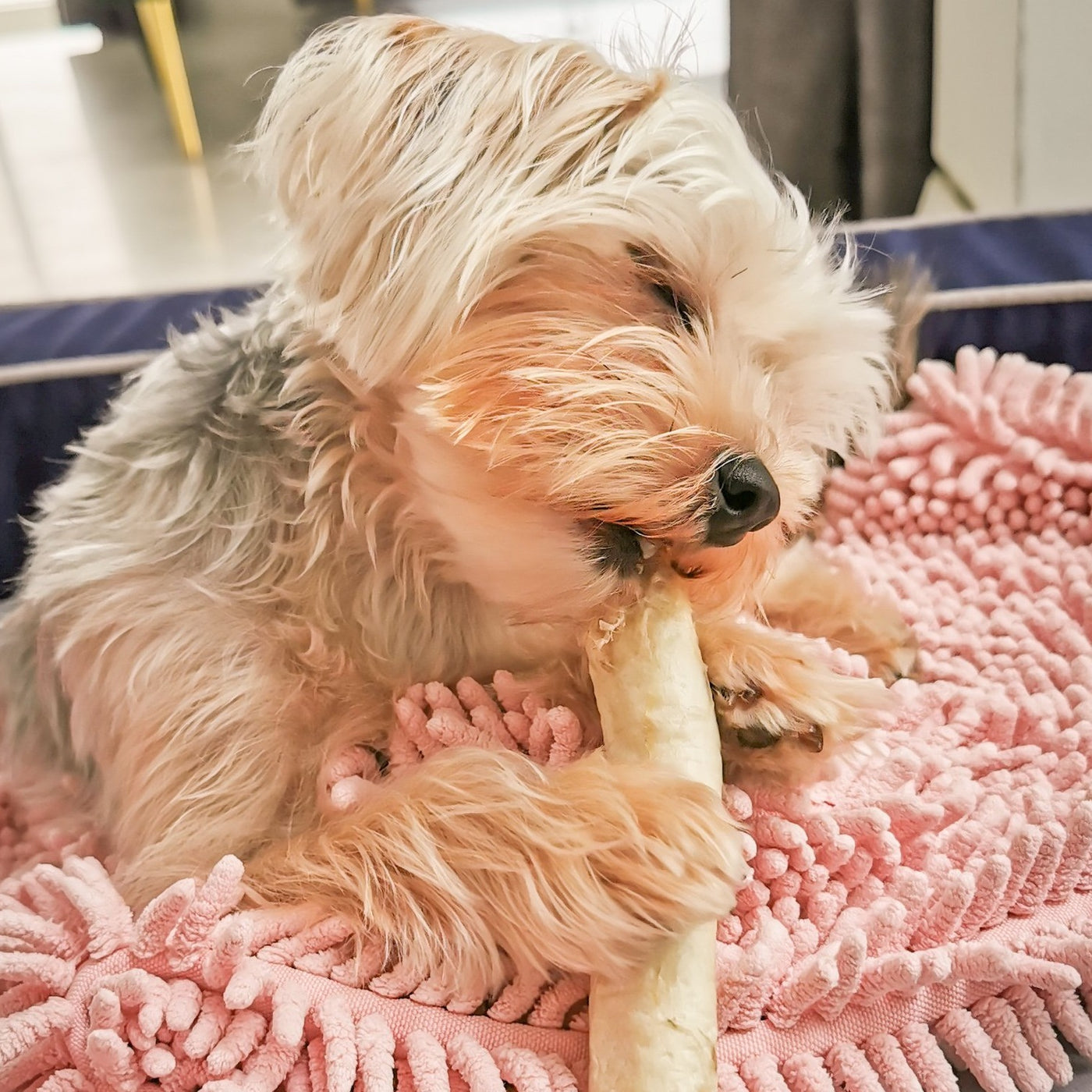 Bull Pizzle
